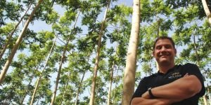 CEDRO AUSTRALIANO – IMPLANTAÇÃO E DESENVOLVIMENTO DE NOVAS ESPÉCIES
