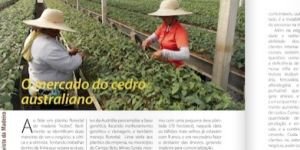 O MERCADO DO CEDRO AUSTRALIANO